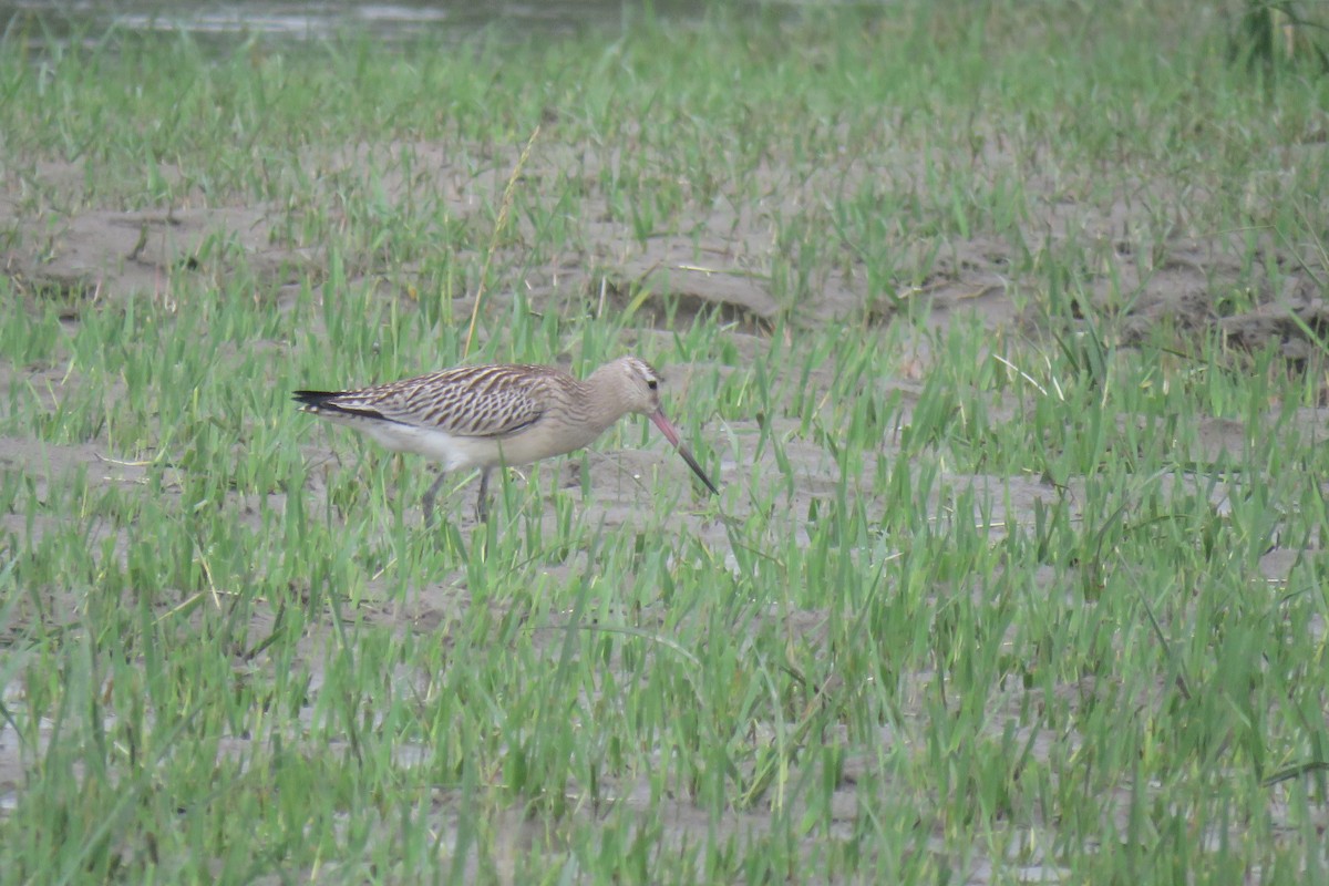 Хурган цууцал - ML642018798