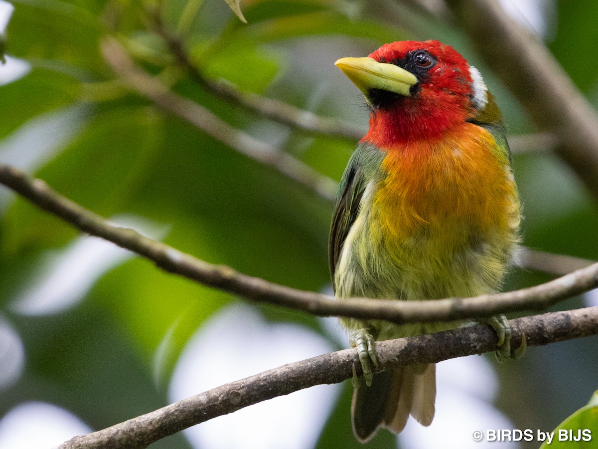 Red-headed Barbet - ML642018800