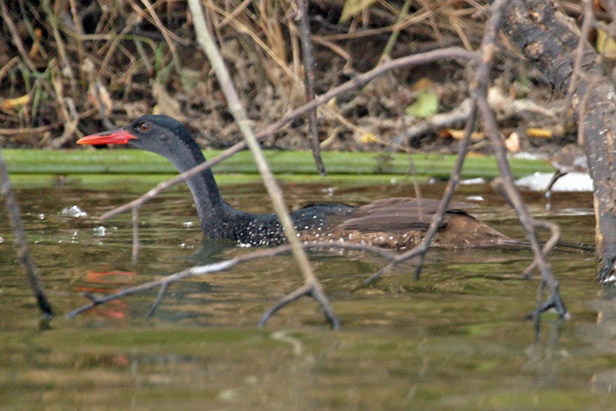 flekksvømmerikse - ML642018802
