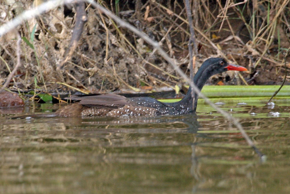 flekksvømmerikse - ML642018803