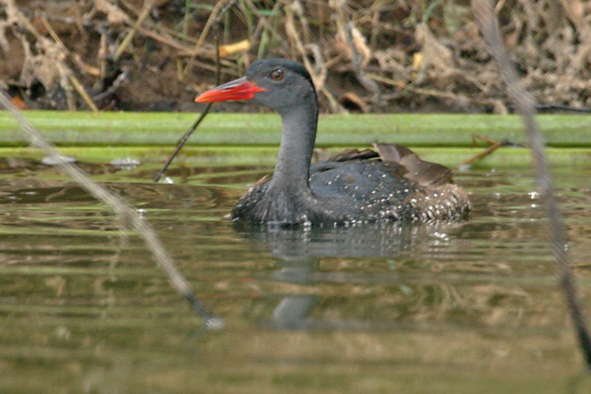 flekksvømmerikse - ML642018804