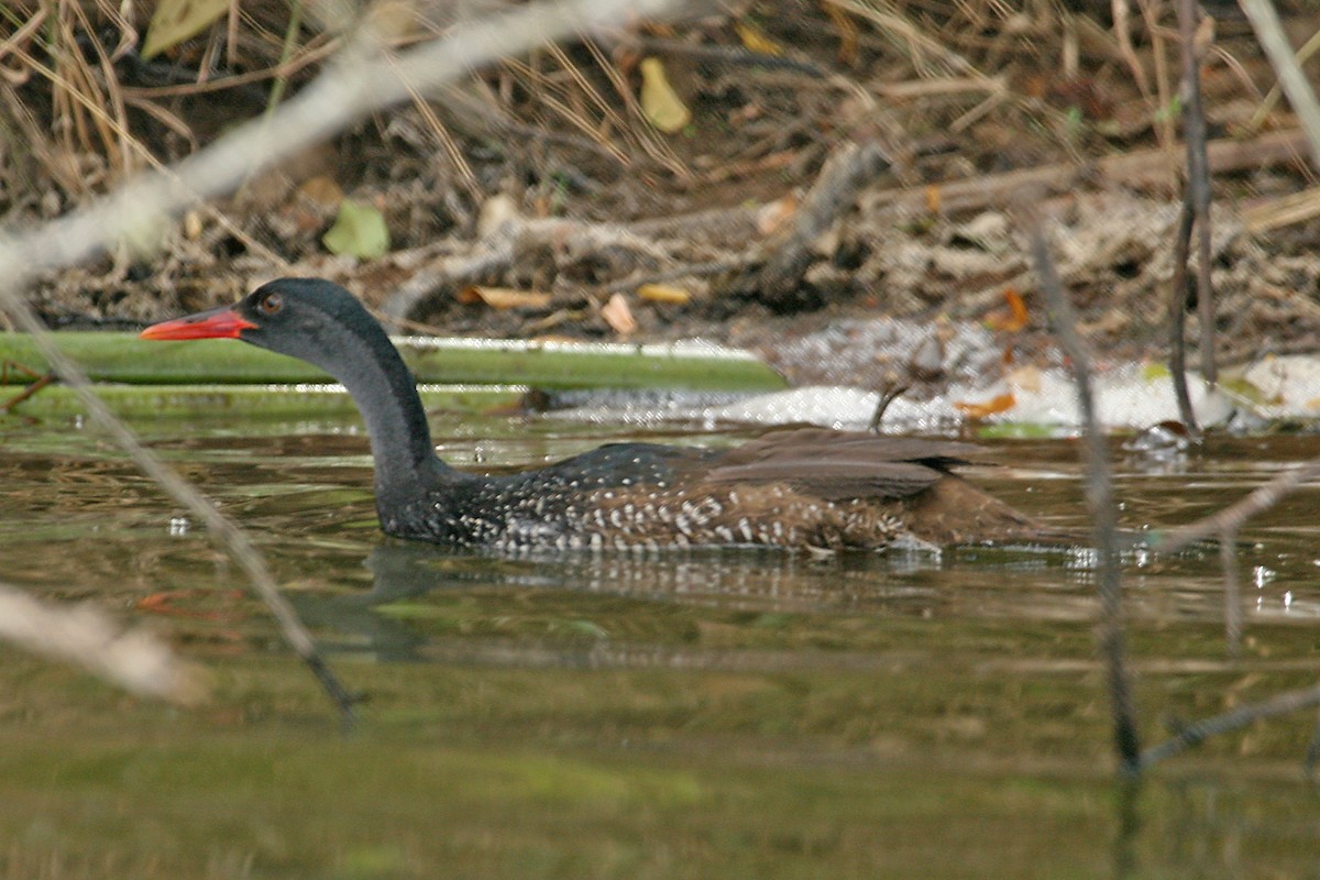 flekksvømmerikse - ML642018806