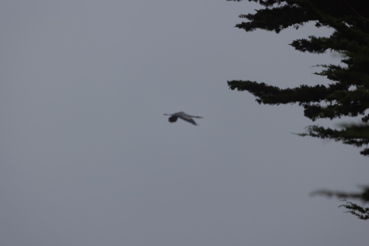 Great Blue Heron - ML642018807