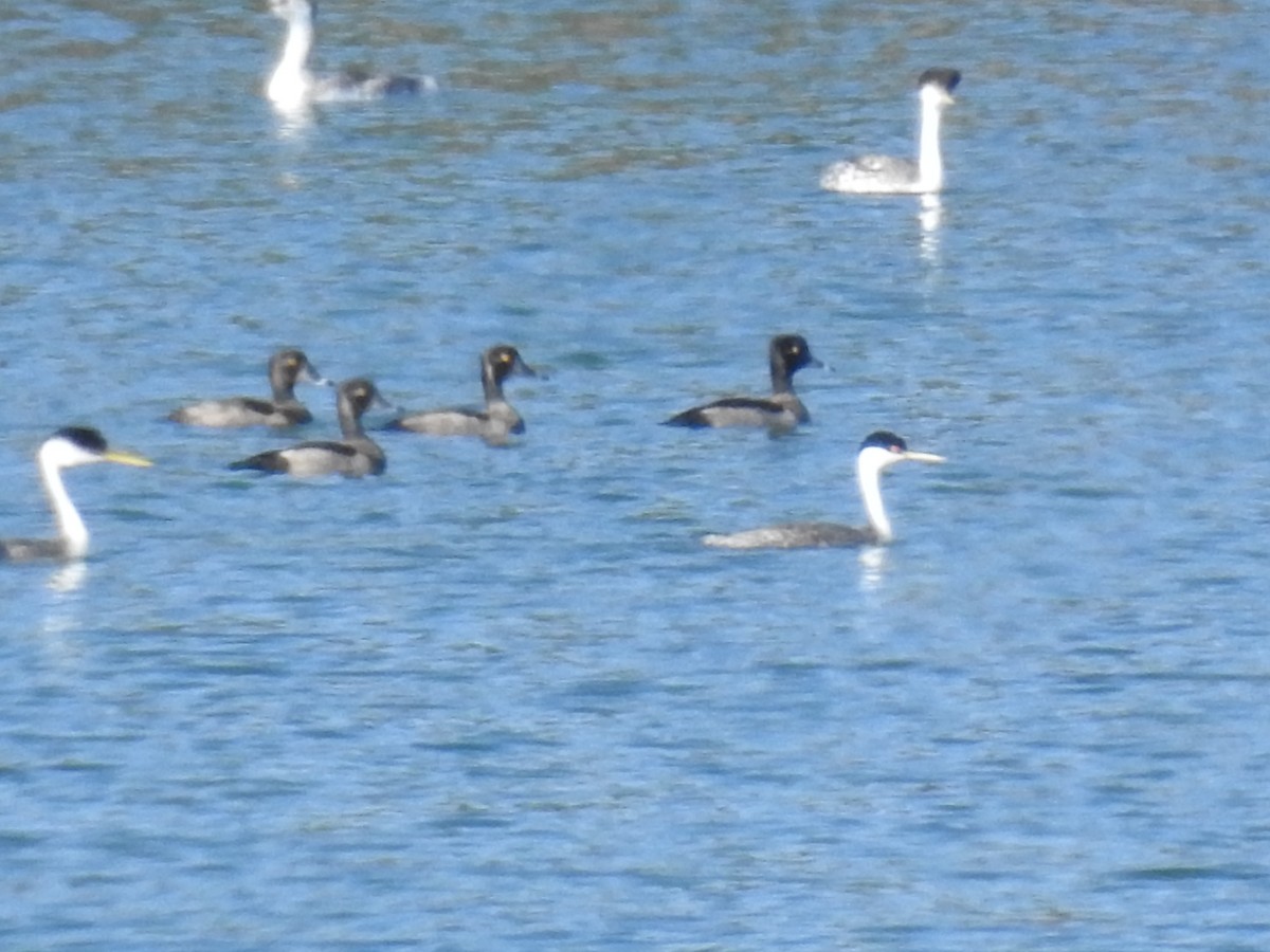 Ring-necked Duck - ML64201881