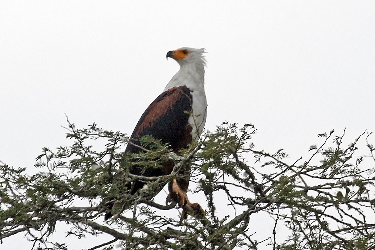 flodørn - ML642018819