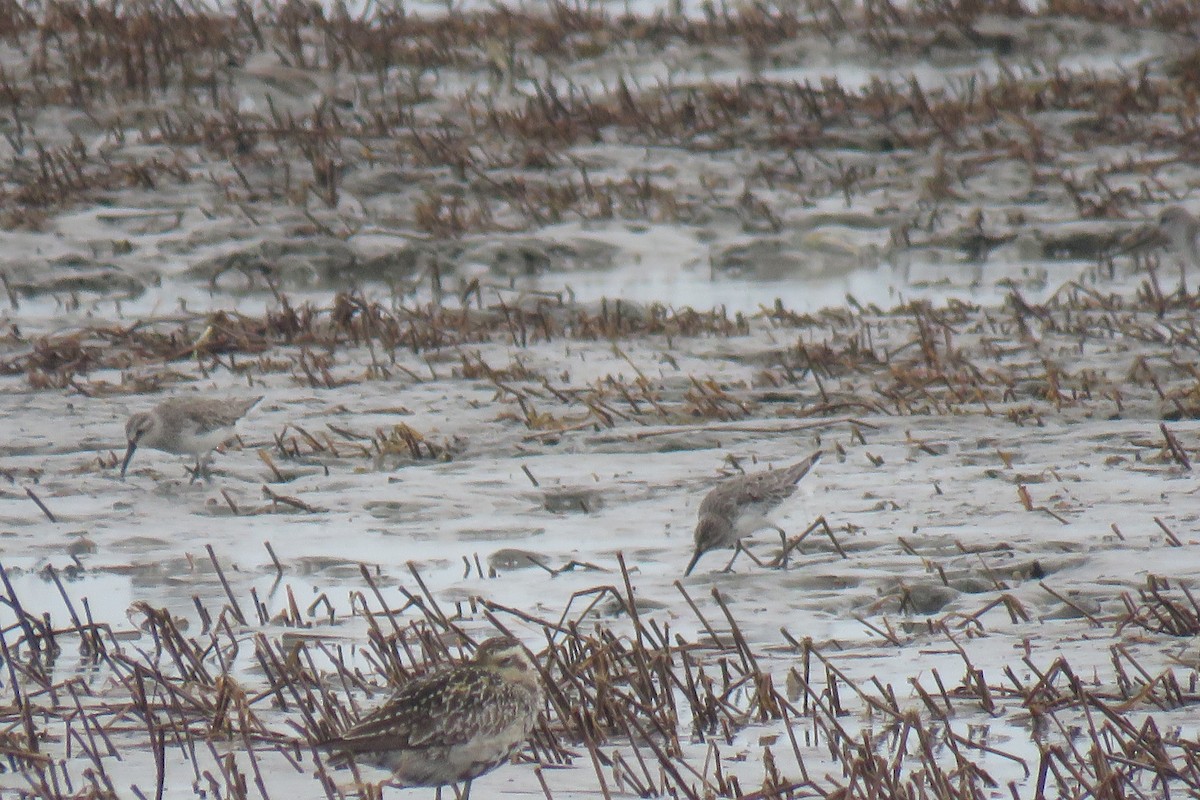 Сянби элсэг - ML642018832