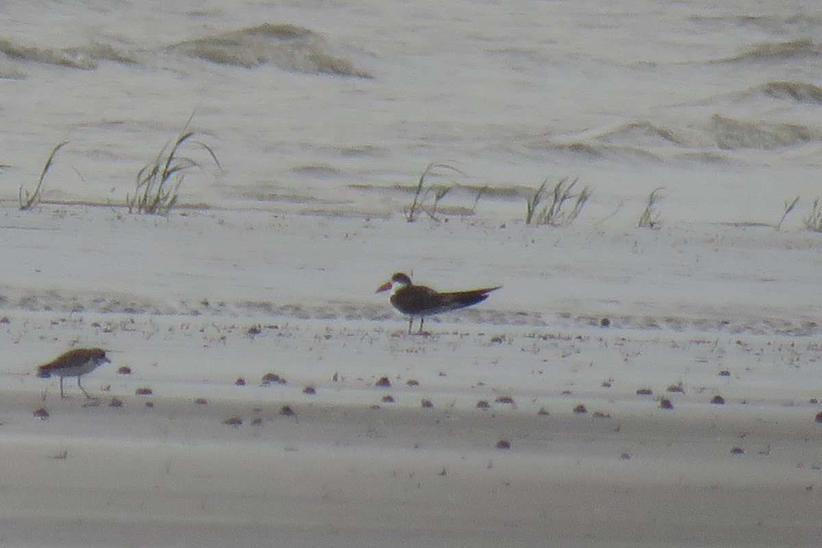 Indian Skimmer - ML642018845