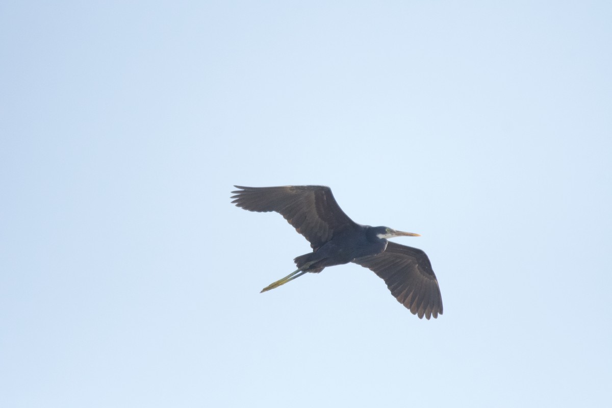 Western Reef-Heron - ML642018860