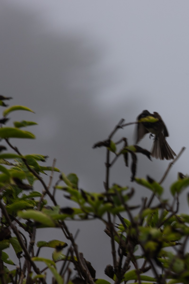 Black Phoebe - ML642018877