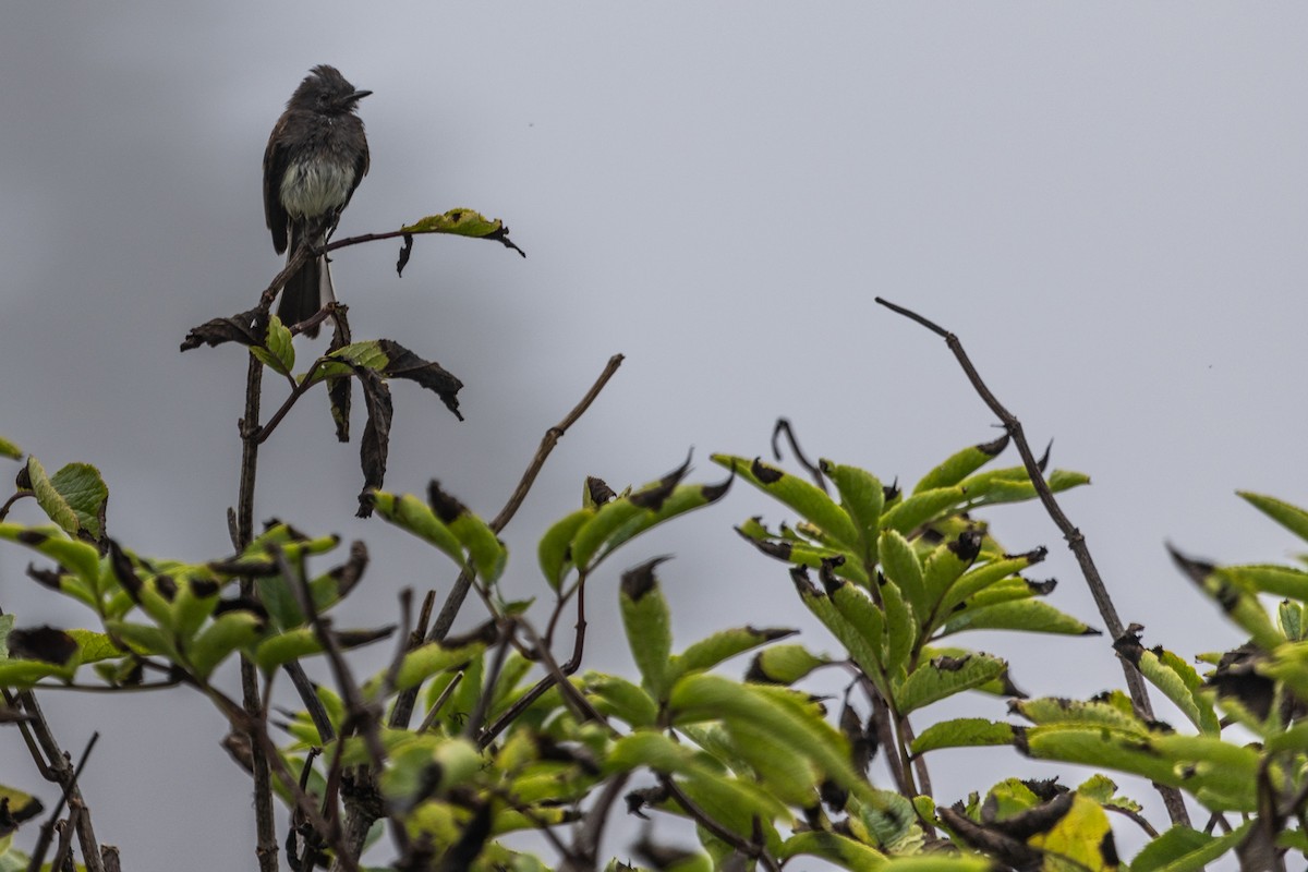 Black Phoebe - ML642018878