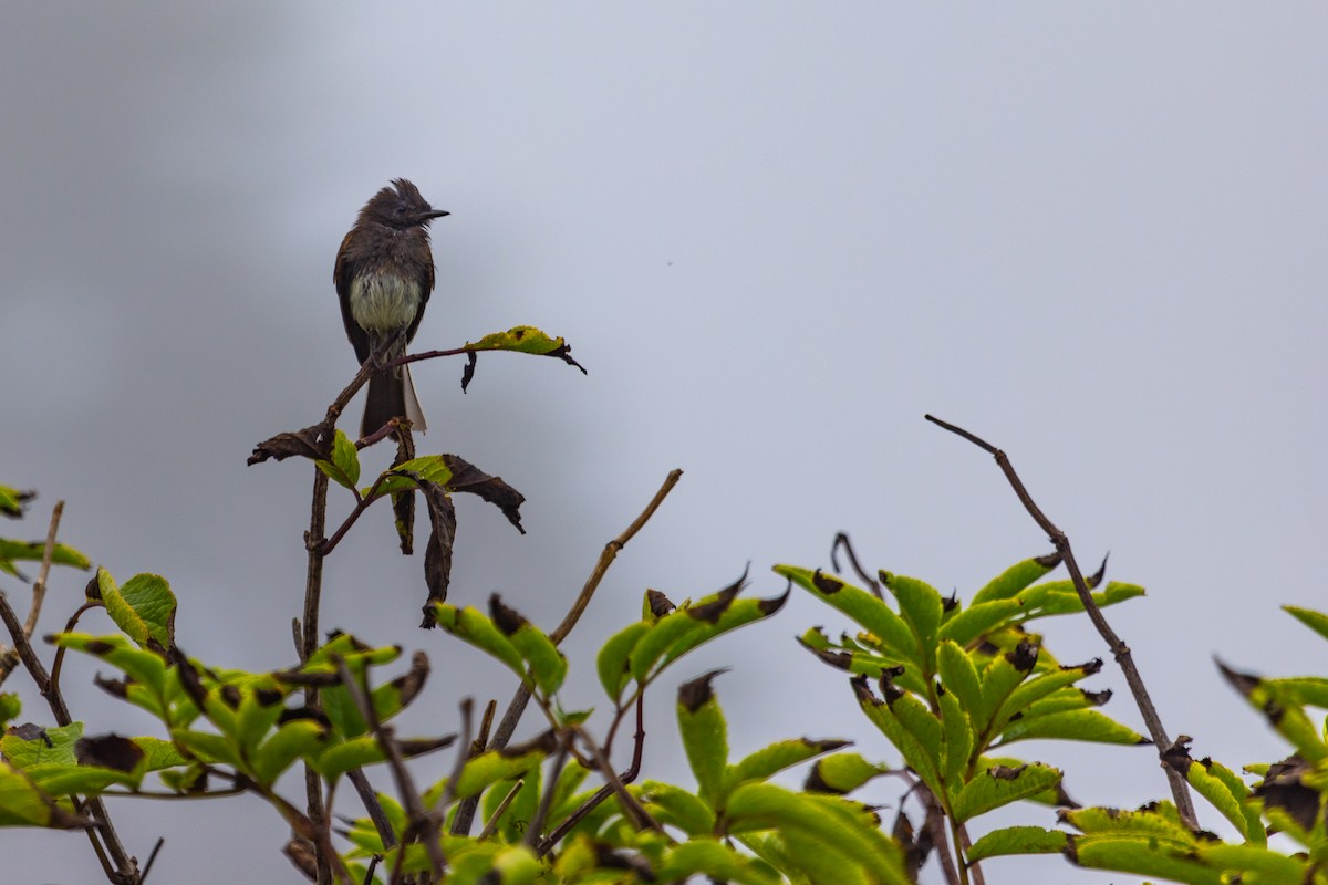 Black Phoebe - ML642018879