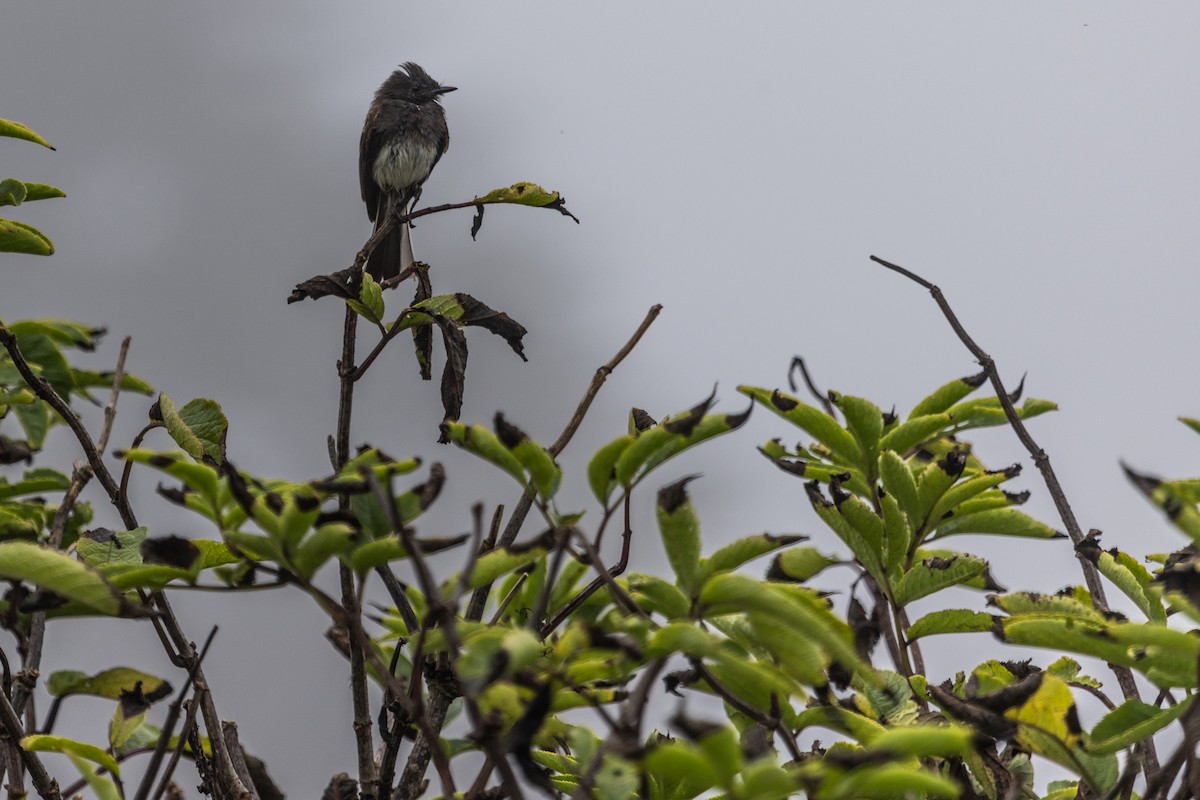 Black Phoebe - ML642018881