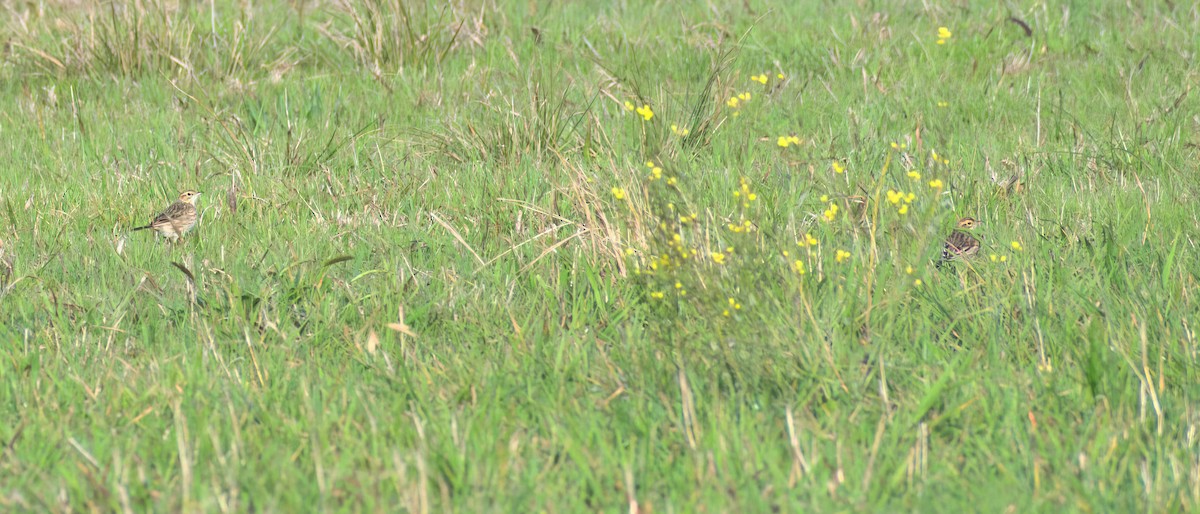 Australian Pipit - ML642018898