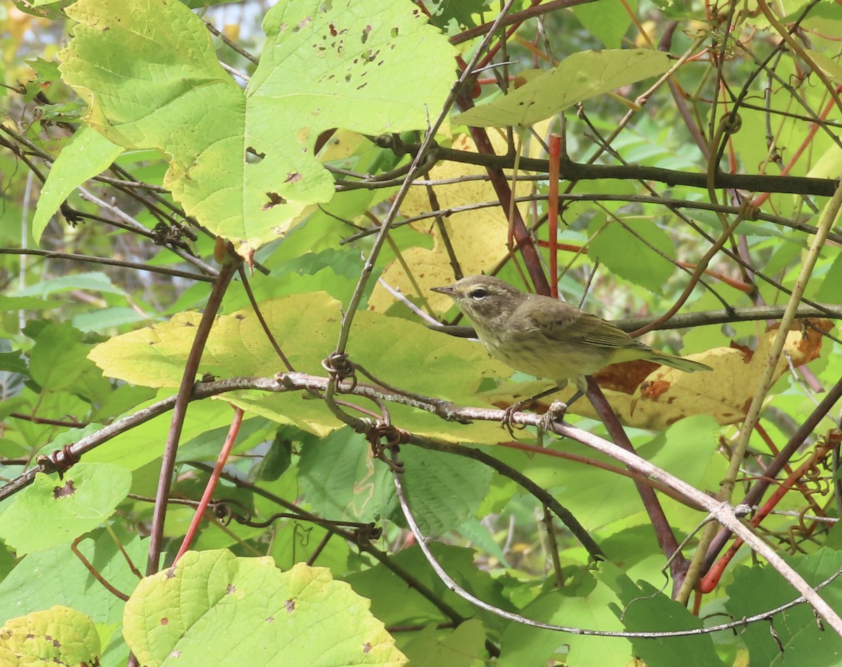 lesňáček bažinný - ML642018929
