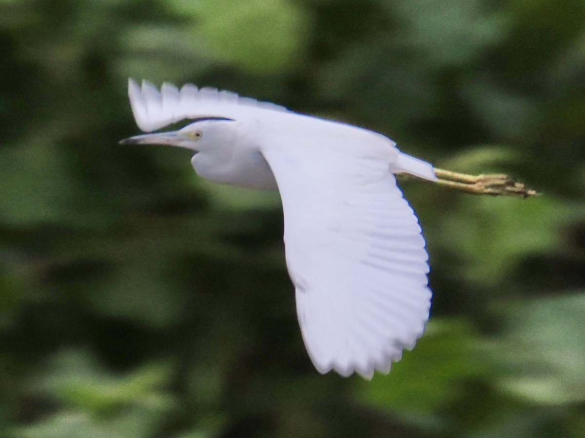 Aigrette bleue - ML642018943