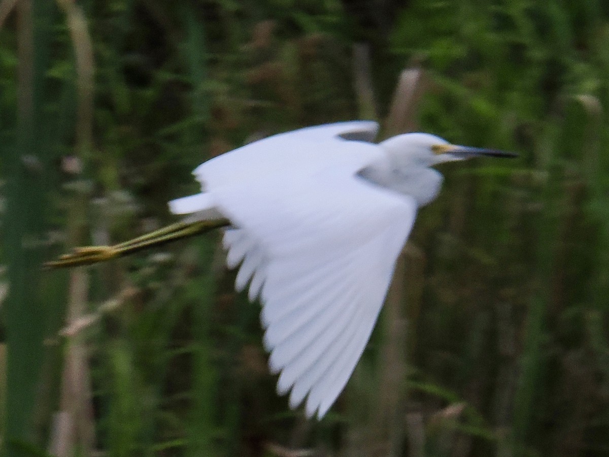 Aigrette neigeuse - ML642018949