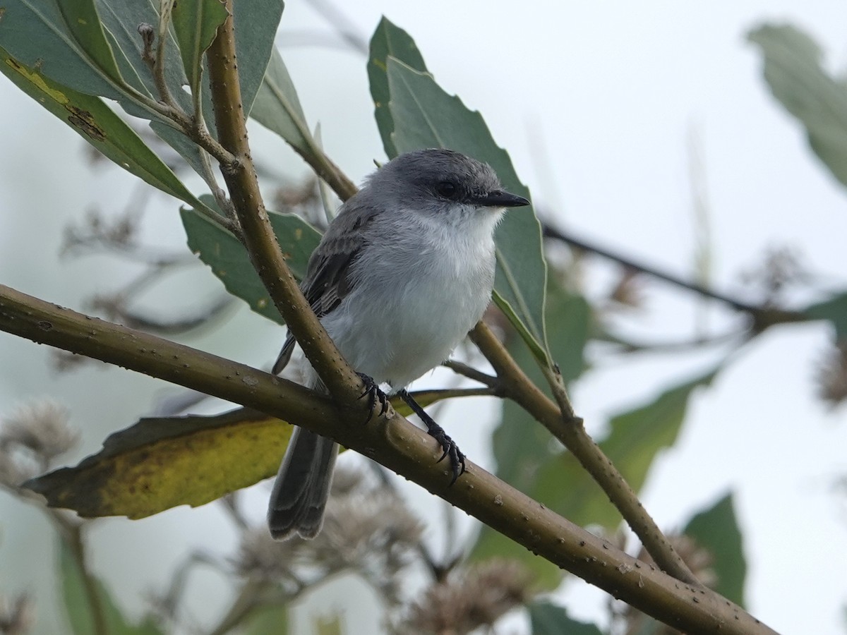 River Tyrannulet - ML642018958