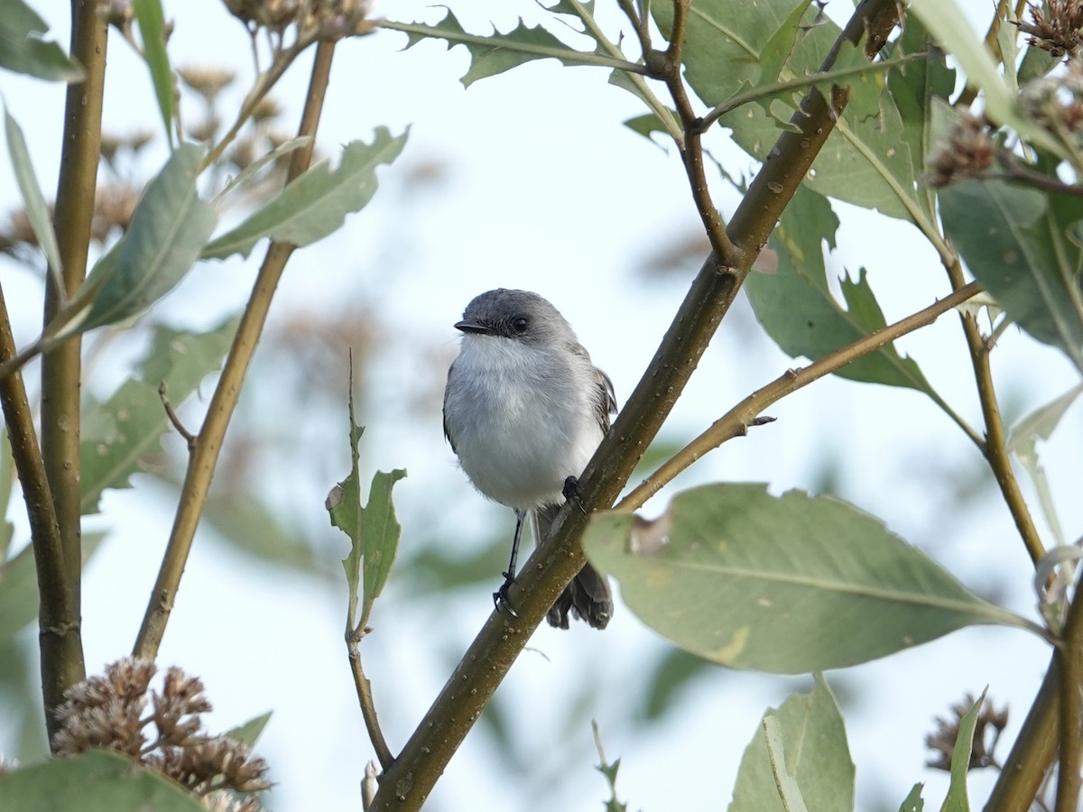 River Tyrannulet - ML642018959