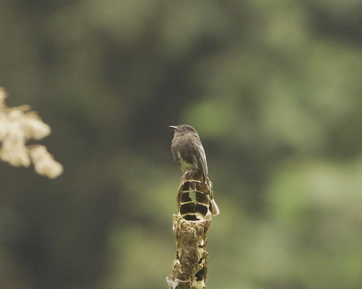 Black Phoebe - ML642018961