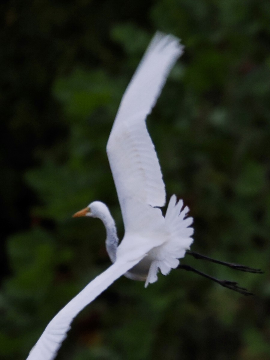 Grande Aigrette - ML642018962
