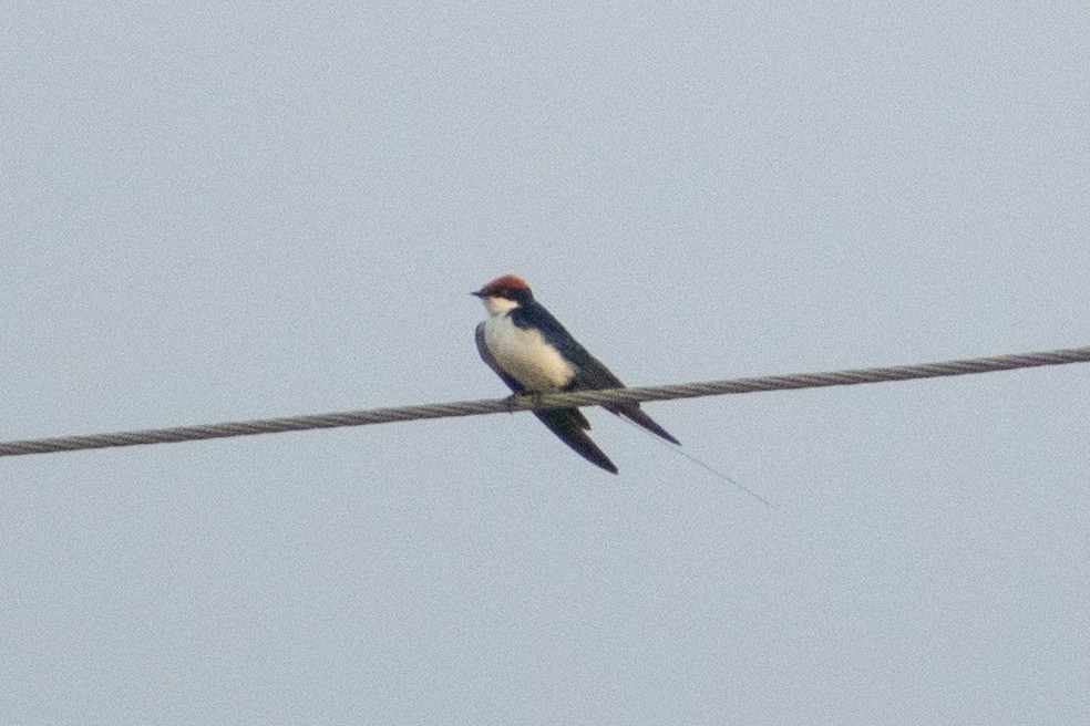 Wire-tailed Swallow - ML642018964