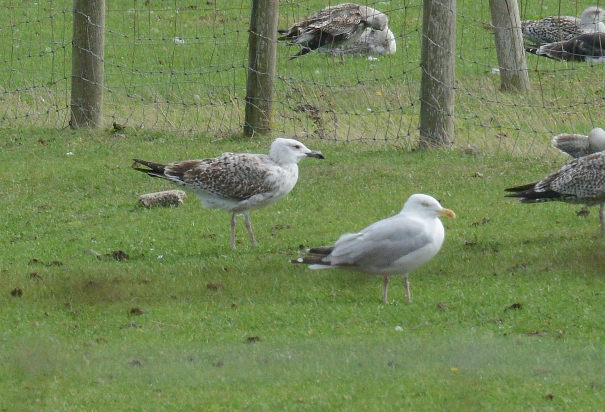 Caspian Gull - ML642018968