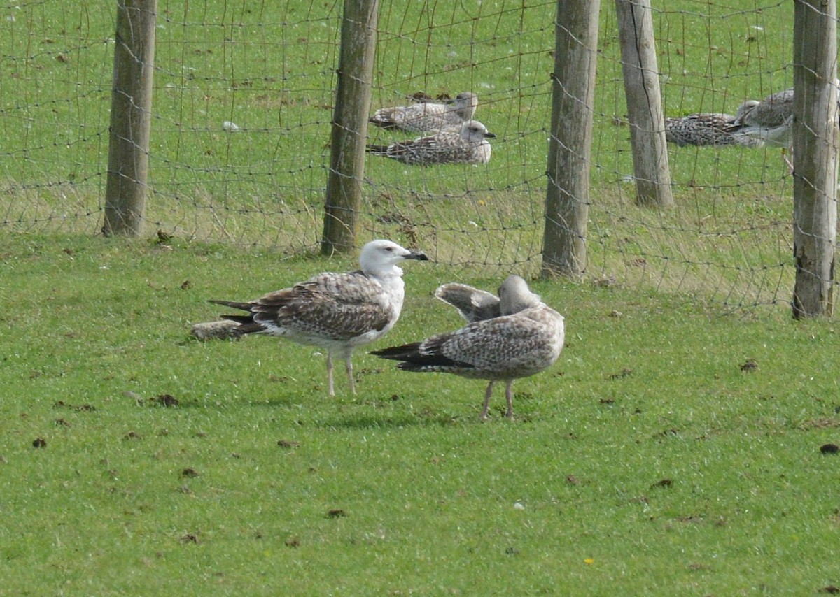 Caspian Gull - ML642018969