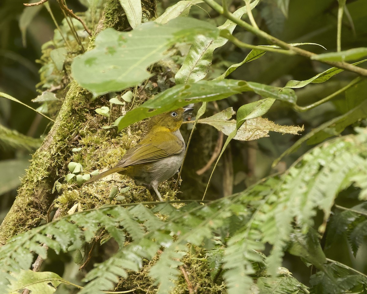 Short-billed Chlorospingus - ML642019018