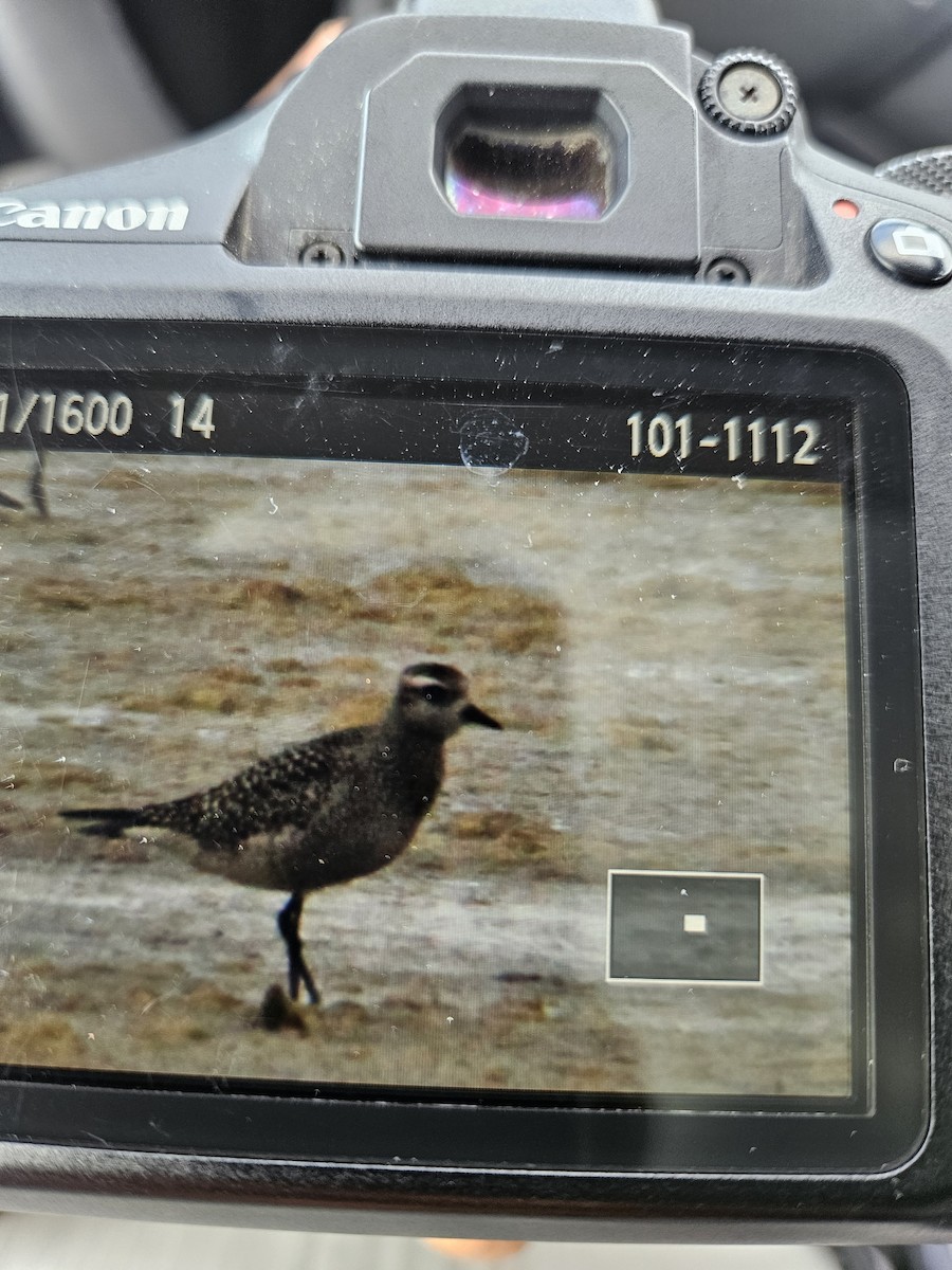 American Golden-Plover - ML642019022