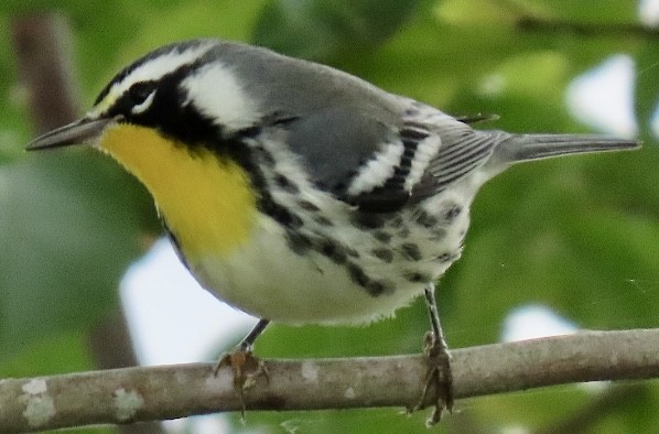 Yellow-throated Warbler - ML642019030