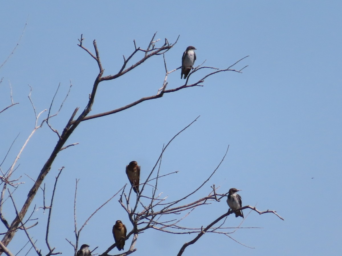 Tree Swallow - ML642019032