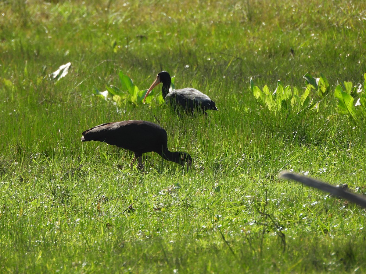 Ibis Afeitado - ML642019039