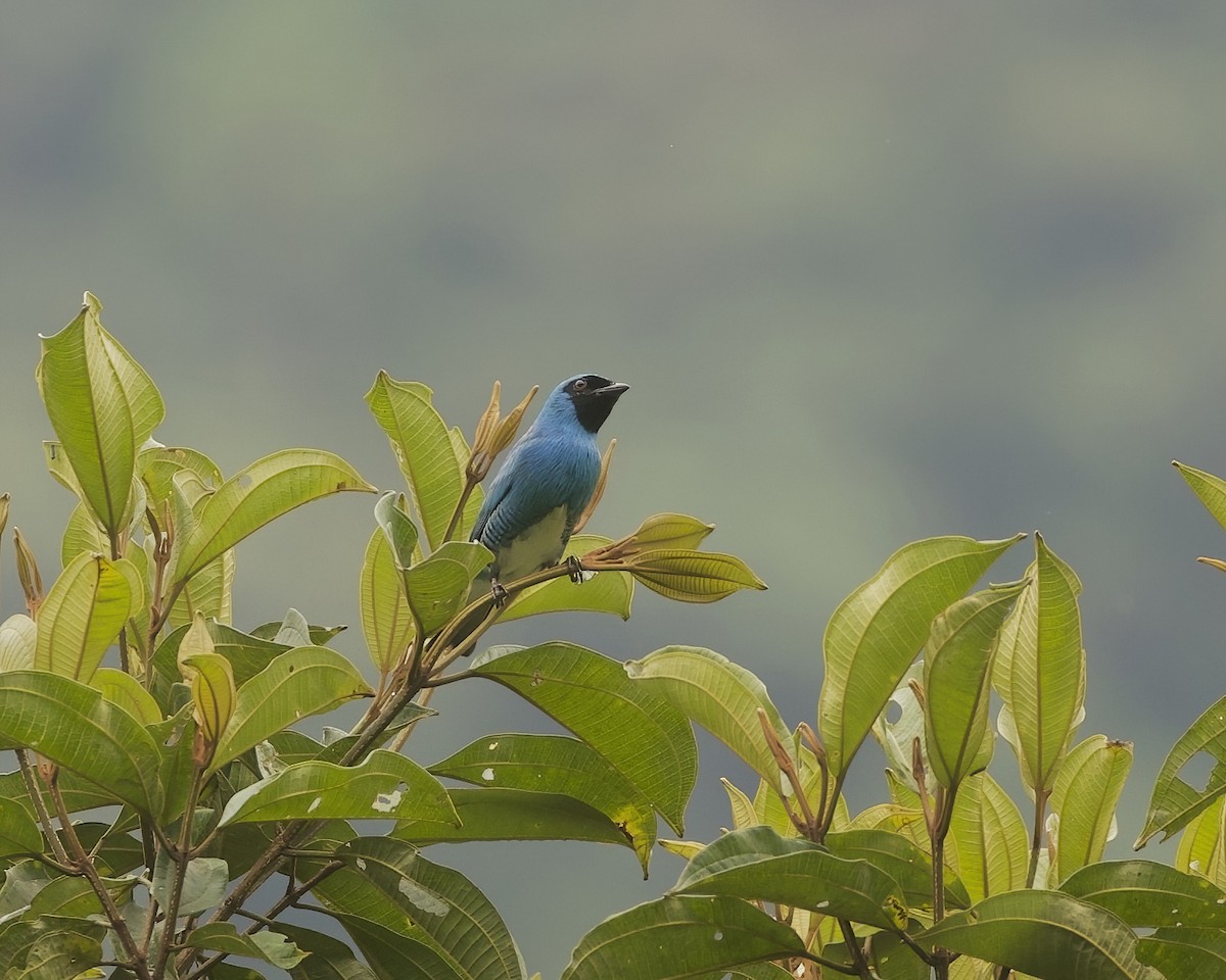 Swallow Tanager - ML642019040