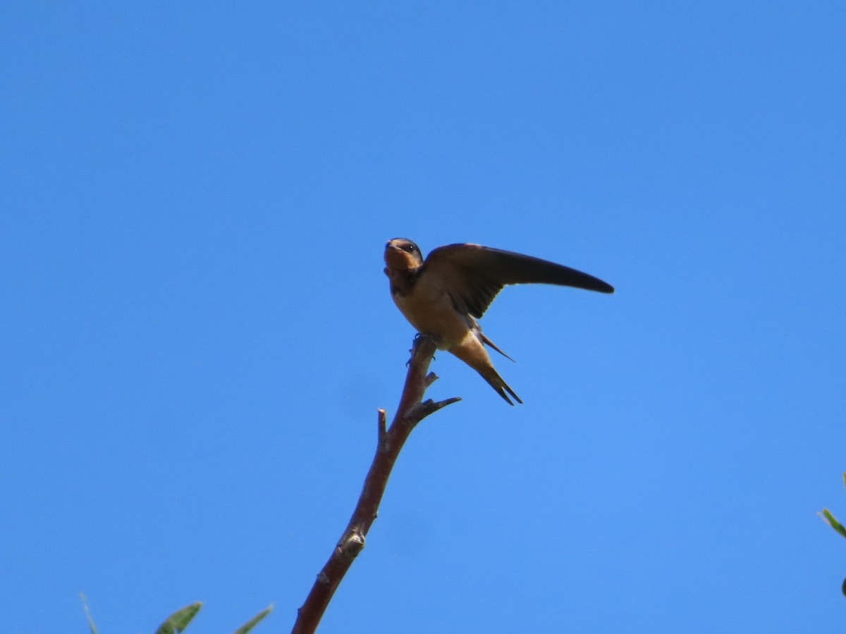 Barn Swallow - ML642019044