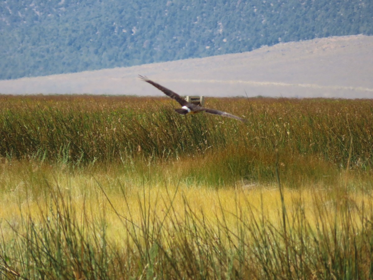 Swainson's Hawk - ML642019063