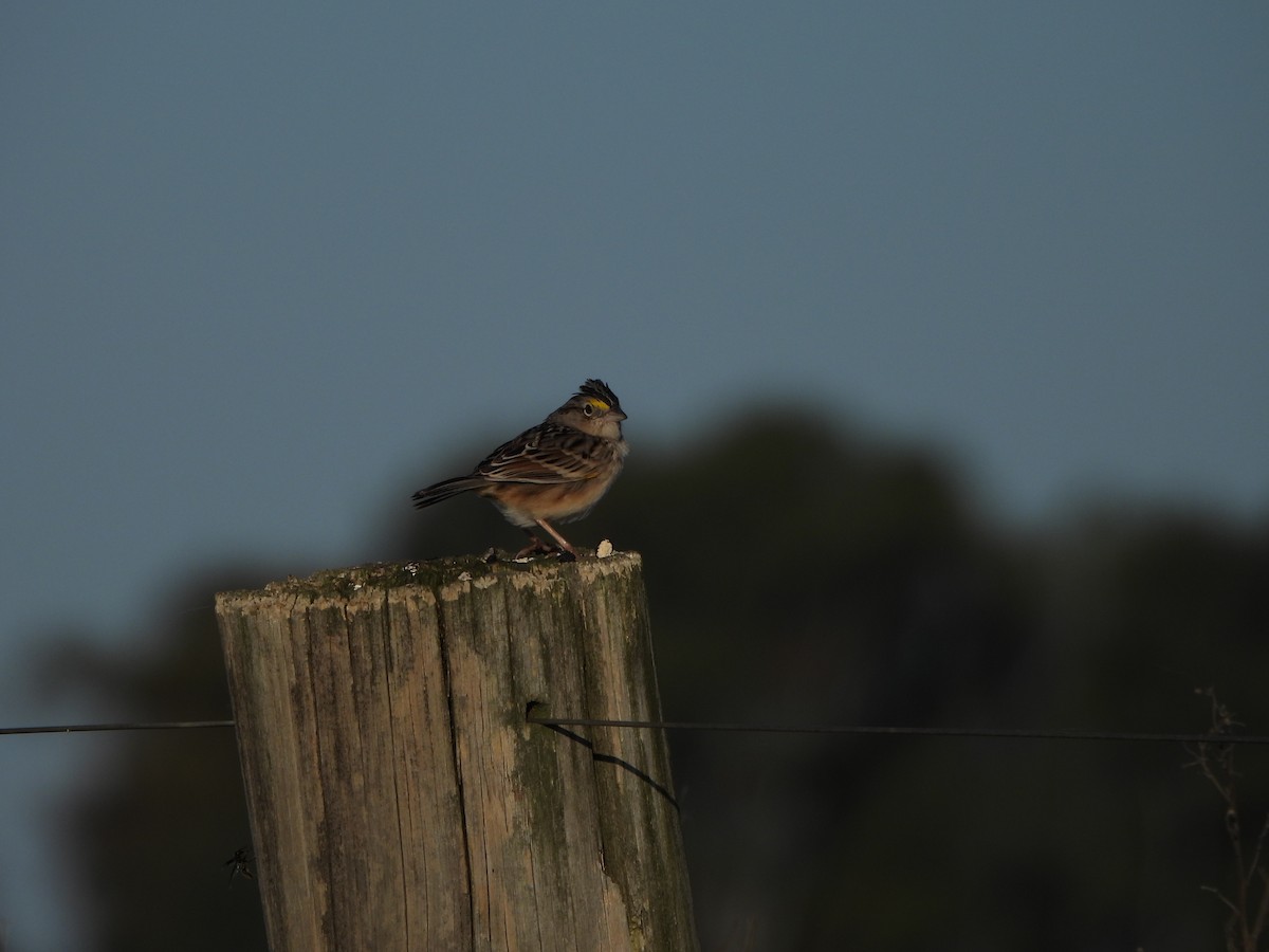 Grassland Sparrow - ML642019069