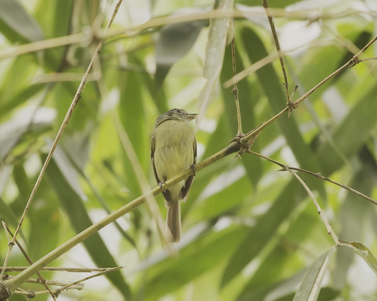 Slaty-capped Flycatcher - ML642019088