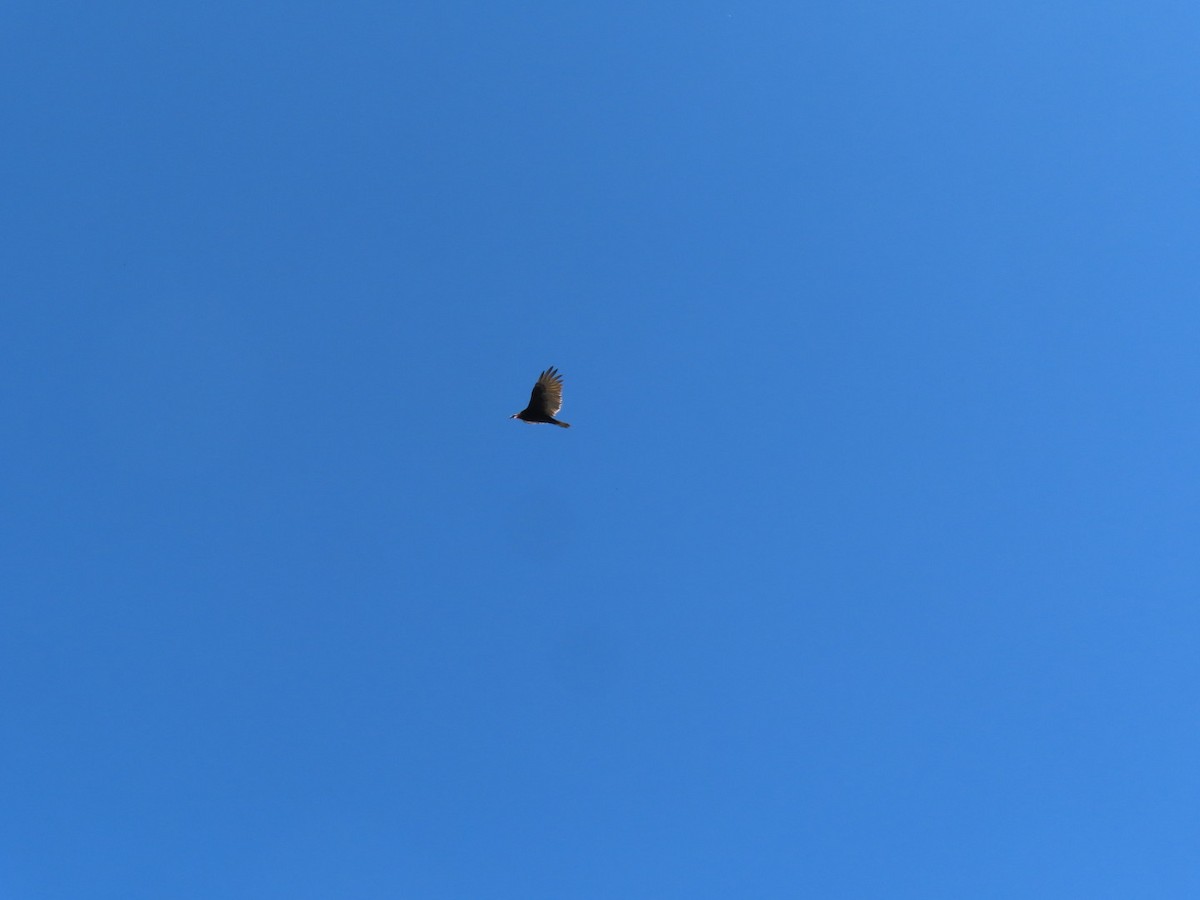 Turkey Vulture - ML642019091