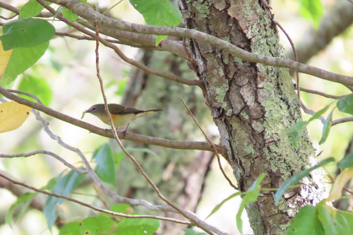 American Redstart - ML642019102