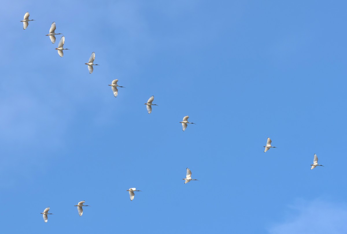 Australian Ibis - ML642019113