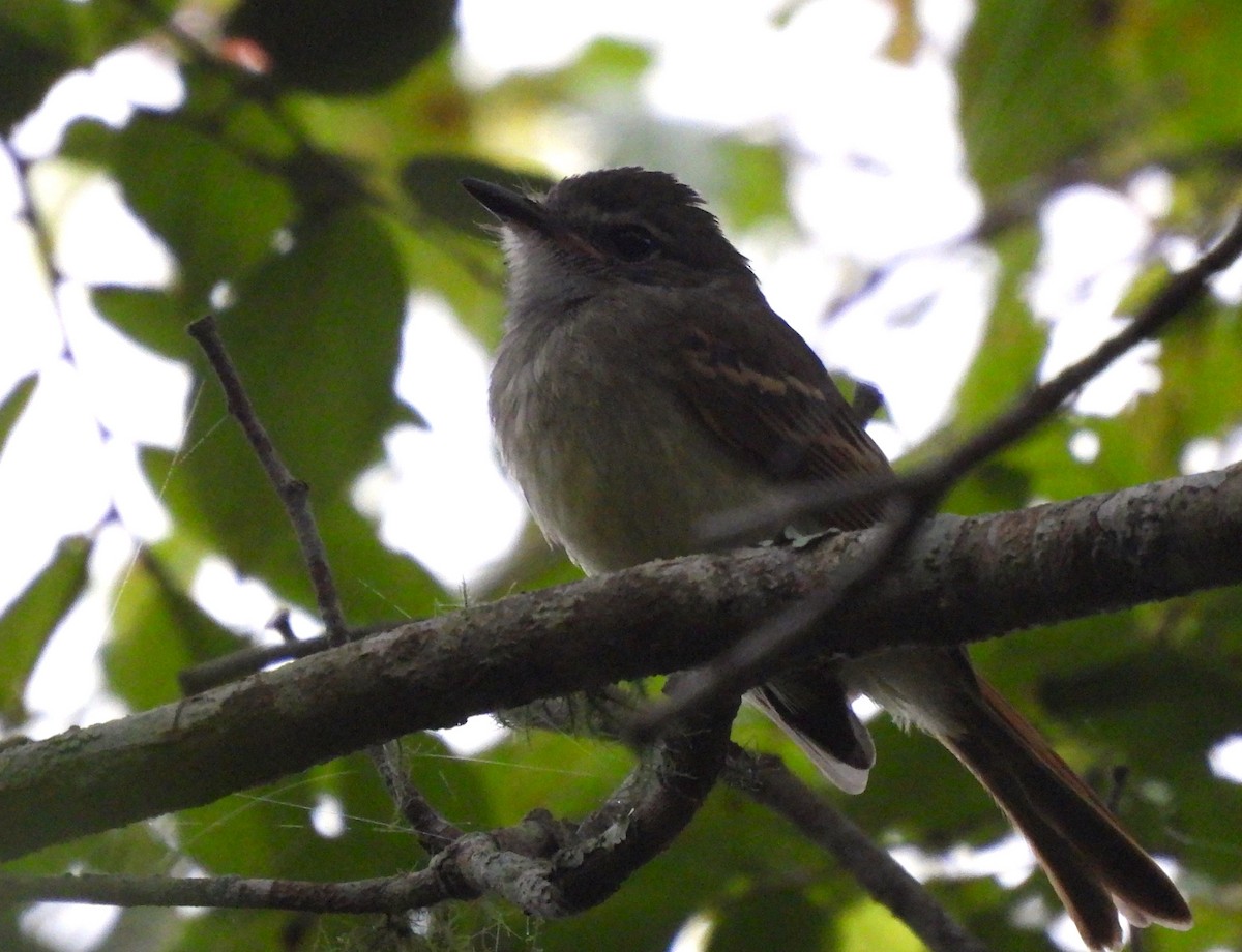 Flammulated Flycatcher - ML642019119