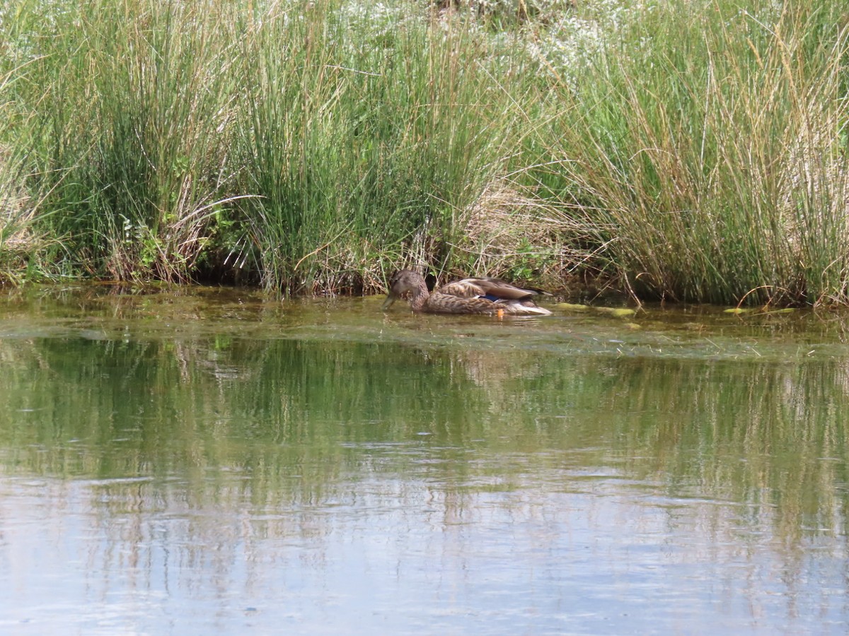 Mallard - ML642019134