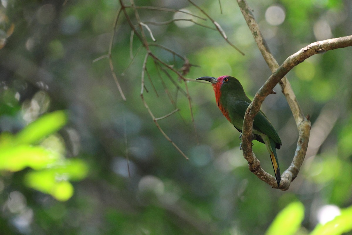 Red-bearded Bee-eater - ML642019137