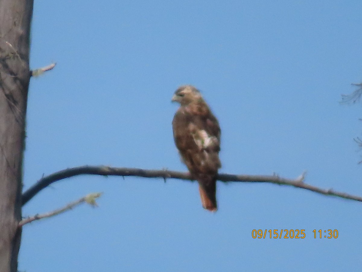 Zapelatz buztangorria - ML642019139