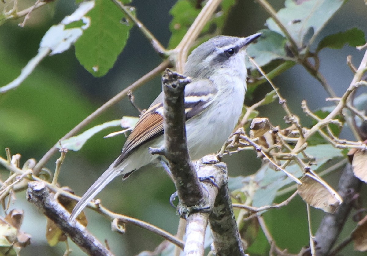 Tyranneau à ailes rousses - ML642019140