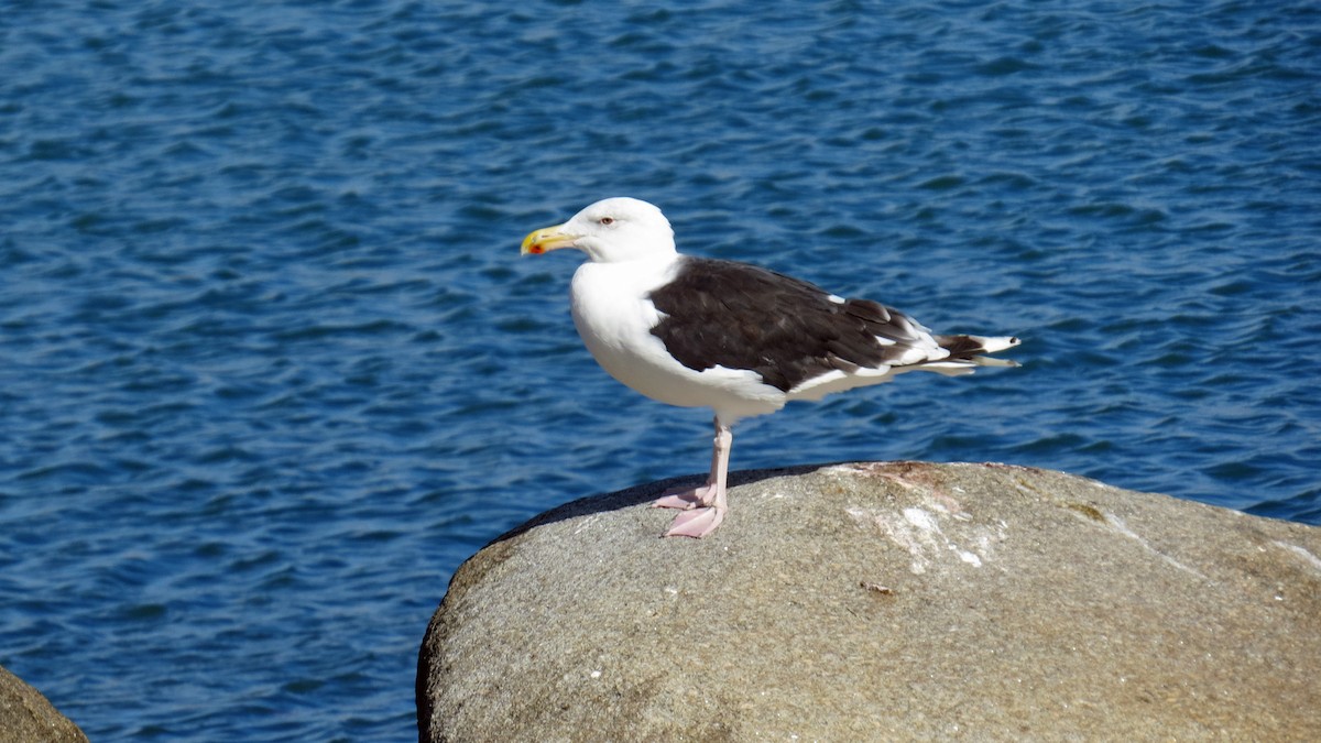 Great Black-backed Gull - ML642019141