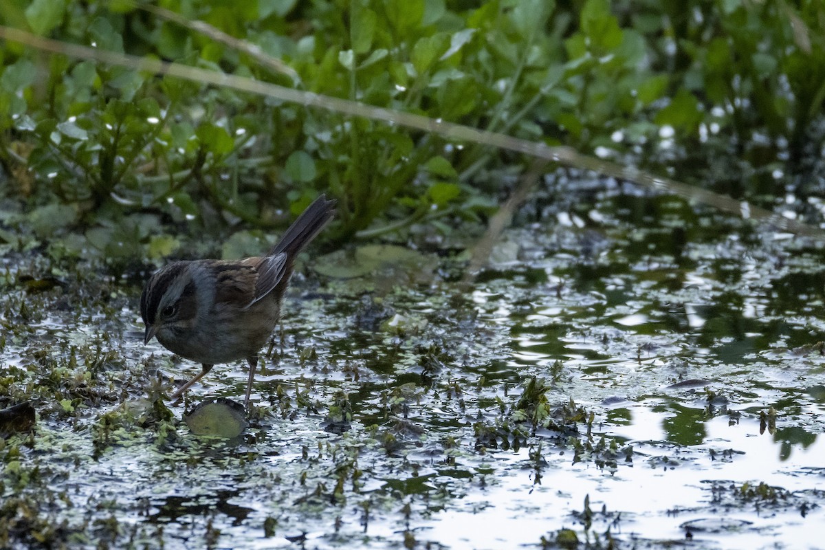 Swamp Sparrow - ML642019149