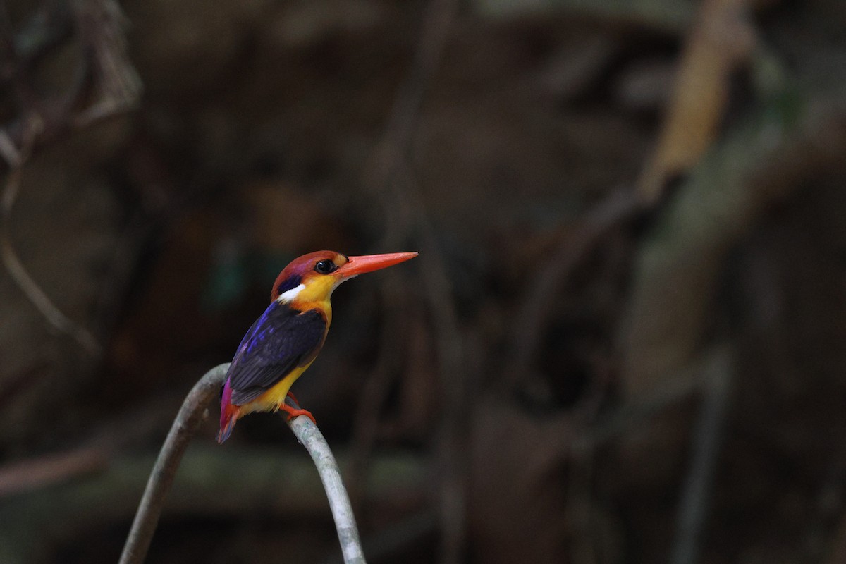 Black-backed Dwarf-Kingfisher - ML642019150