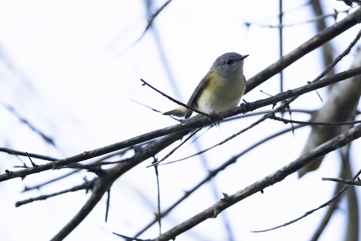 American Redstart - ML642019154