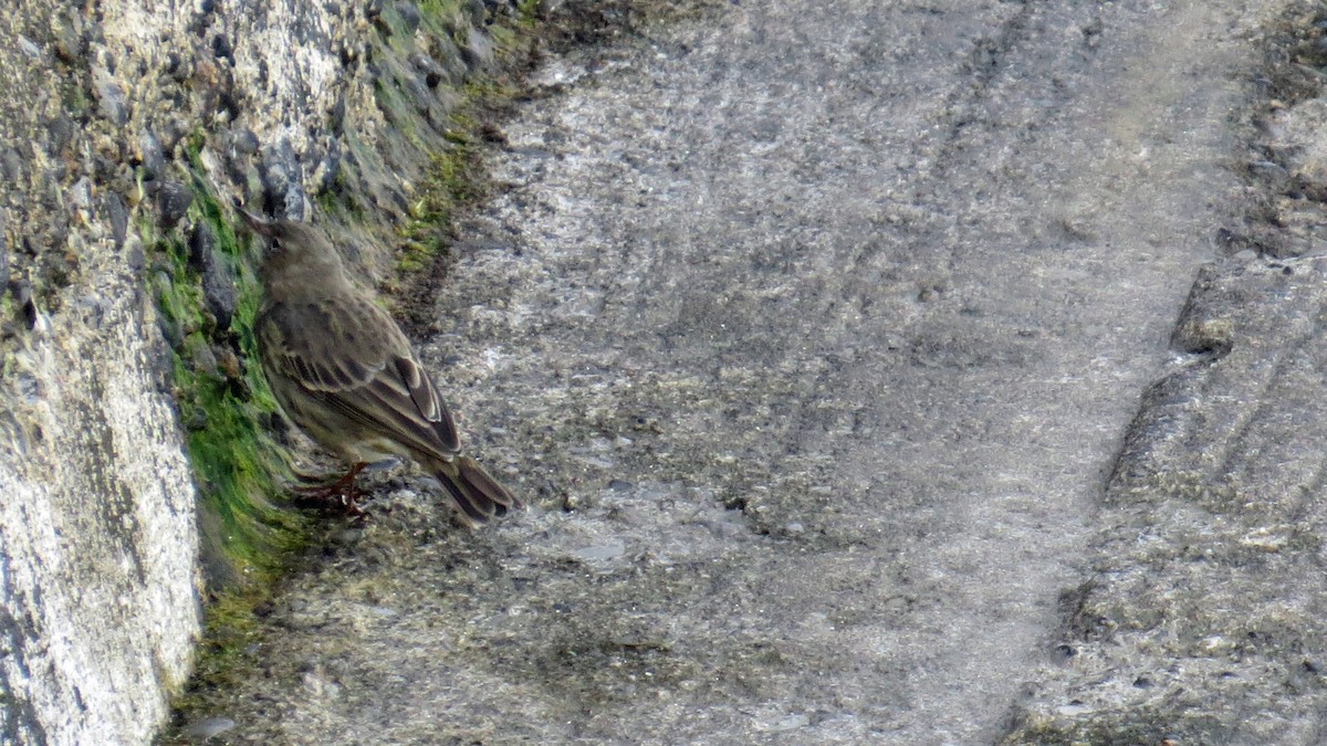 Rock Pipit - ML642019181